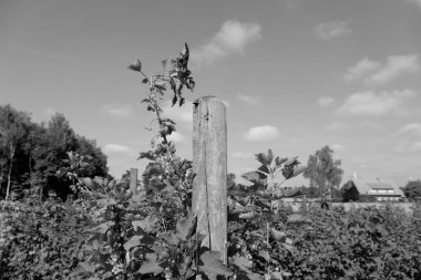 Westphalia 'da yaz zamanı