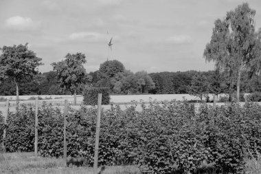 Westphalia 'da yaz zamanı