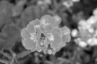 Hollanda 'da Eibergen