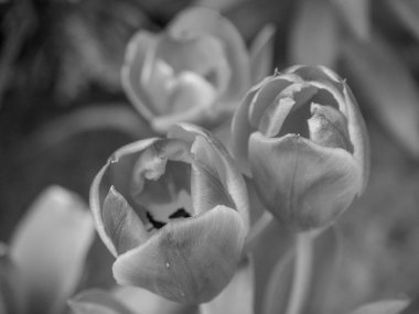 Hollanda 'da Eibergen