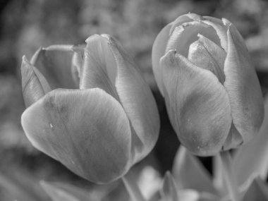 Hollanda 'da Eibergen