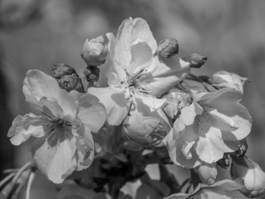 Hollanda 'da Eibergen