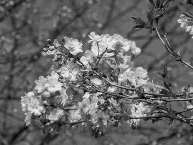 Hollanda 'da Eibergen