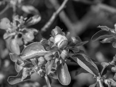 Hollanda 'da Eibergen