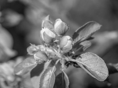 Hollanda 'da Eibergen