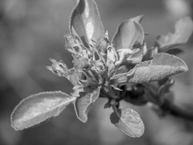 Hollanda 'da Eibergen