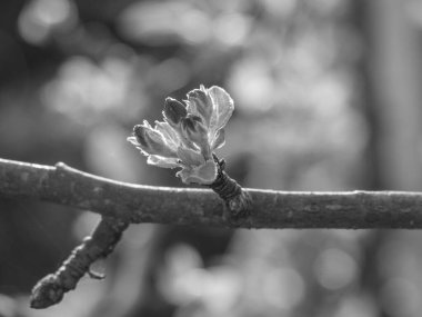 Hollanda 'da Eibergen