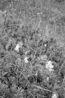Avusturya Alpleri'nde hiking