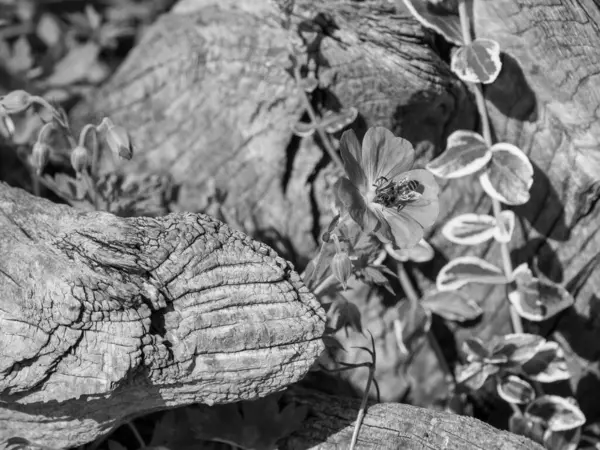 Hollanda 'daki bahçe