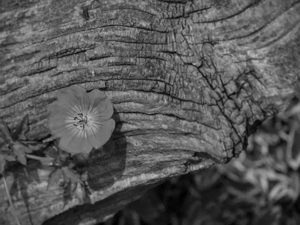 Hollanda 'daki bahçe