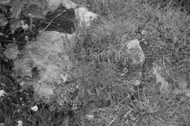 Avusturya Alpleri'nde hiking