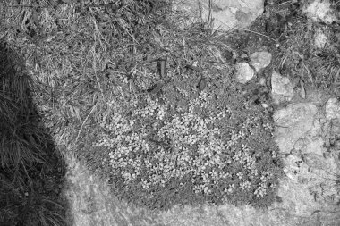 Avusturya Alpleri'nde hiking