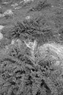 Avusturya Alpleri'nde hiking