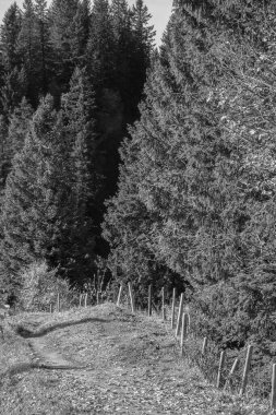 Avusturya Alpleri'nde hiking