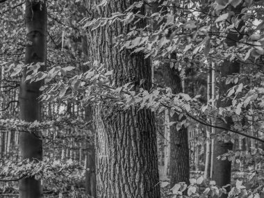 Westphalia 'daki Weseke köyü.