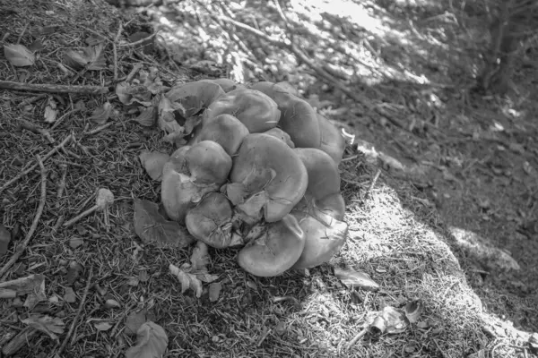 Avusturya Alpleri'nde hiking
