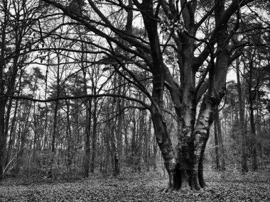 Alman Muensterland 'inde manzara