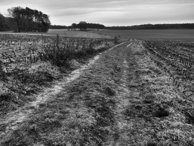 Alman Muensterland 'inde manzara