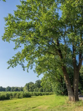 Alman Muensterland 'inde bahar geldi.