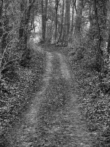 landscape in the german muensterland