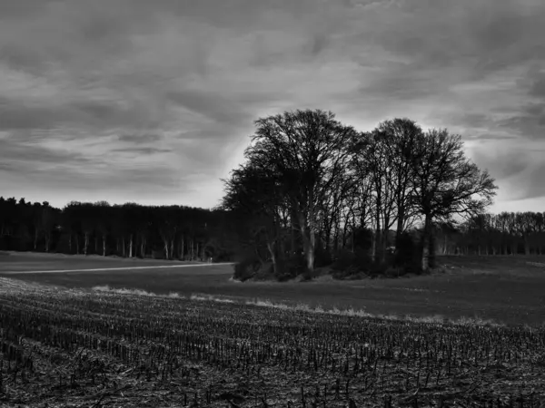 Alman Muensterland 'inde manzara