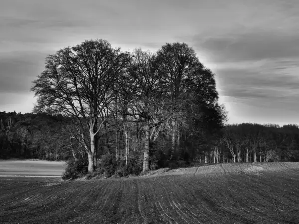 Alman Muensterland 'inde manzara