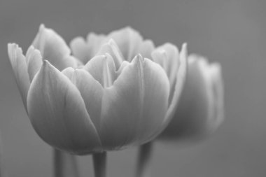 Westphalia 'da bahar mevsimi