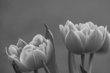 Westphalia 'da bahar mevsimi