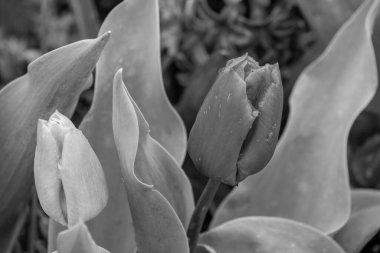 Westphalia 'da bahar mevsimi