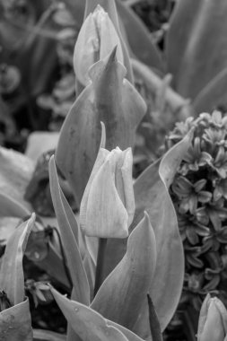 Westphalia 'da bahar mevsimi