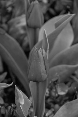 Westphalia 'da bahar mevsimi