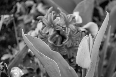 Westphalia 'da bahar mevsimi