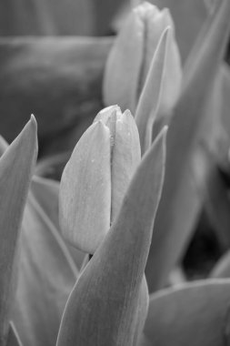 Westphalia 'da bahar mevsimi