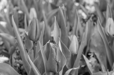 Westphalia 'da bahar mevsimi