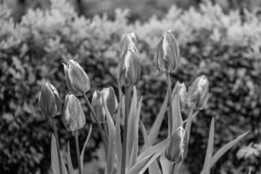 Westphalia 'da bahar mevsimi