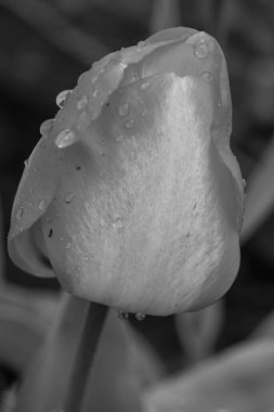 Westphalia 'da bahar mevsimi