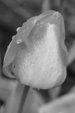 Westphalia 'da bahar mevsimi