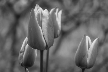 Westphalia 'da bahar mevsimi