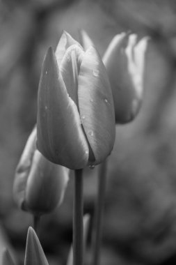 Westphalia 'da bahar mevsimi