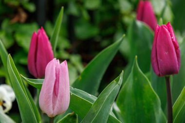 Westphalia 'da bahar mevsimi