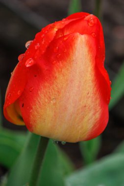 Westphalia 'da bahar mevsimi