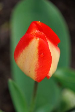 Westphalia 'da bahar mevsimi