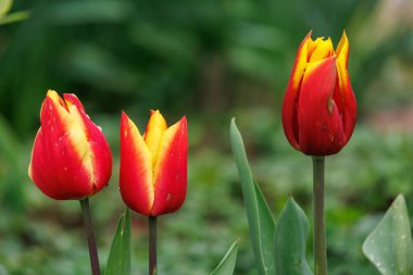 Westphalia 'da bahar mevsimi