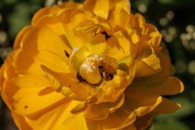 Westphalia 'da bahar mevsimi