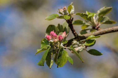 Westphalia 'da bahar mevsimi
