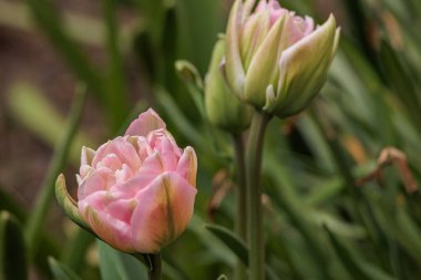 Westphalia 'da bahar mevsimi