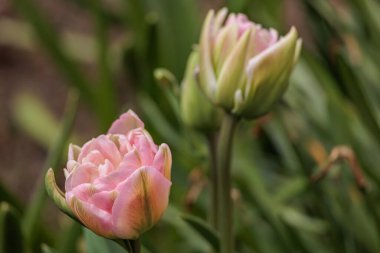 Westphalia 'da bahar mevsimi