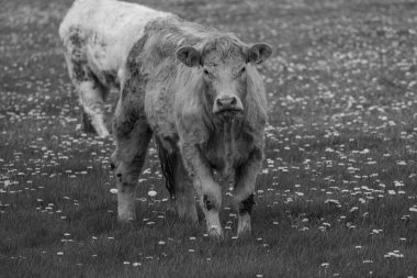 Westphalia 'da bahar mevsimi