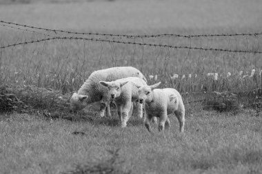 Westphalia 'da bahar mevsimi