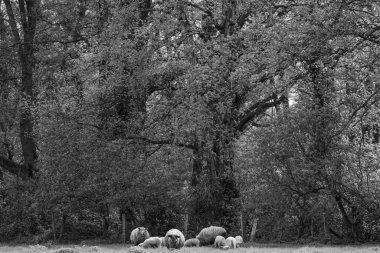 Westphalia 'da bahar mevsimi